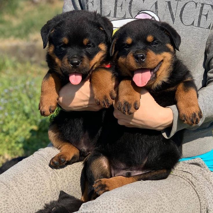 rottweiler dog lover