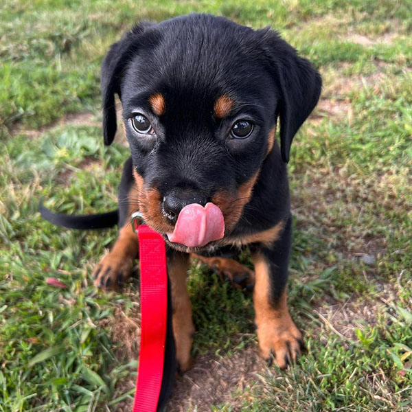 enzo
