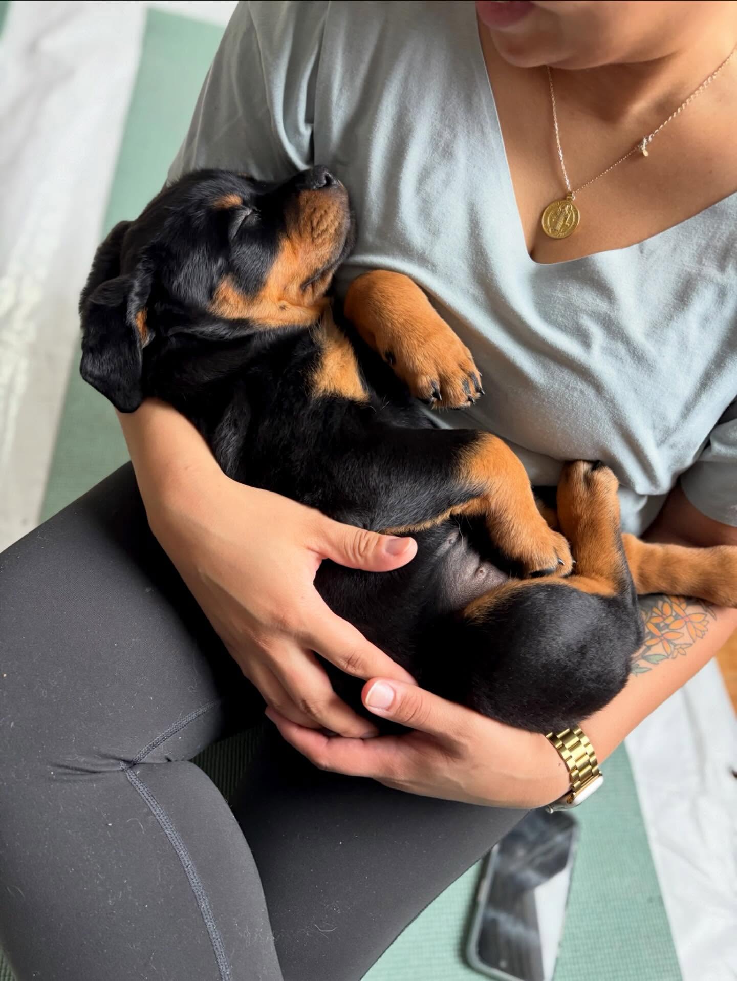 puppiesyogabaltimore 1769011200 3815017731427151170 72185804646