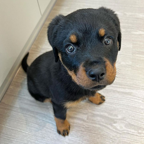 rocco