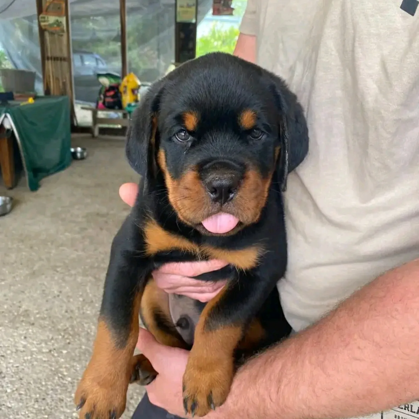 rotweilerpuppies601241 1768931178 3814393646163138377 77468760077