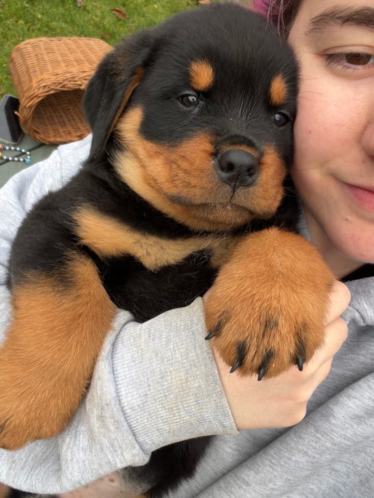 wizard montenegro rott 1764533602 3777504107482131200 7547297441