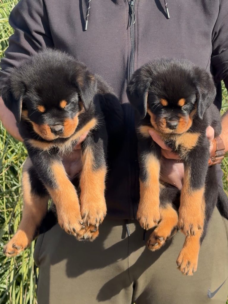 wizard montenegro rott 1765098893 3782246108698066084 7547297441